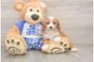 Popular Cavapoo Poodle Mix Pup