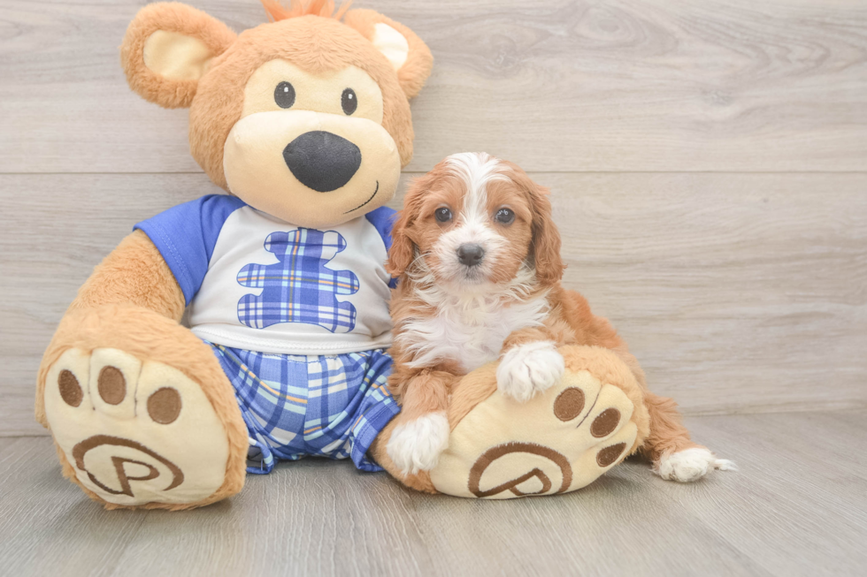 Popular Cavapoo Poodle Mix Pup