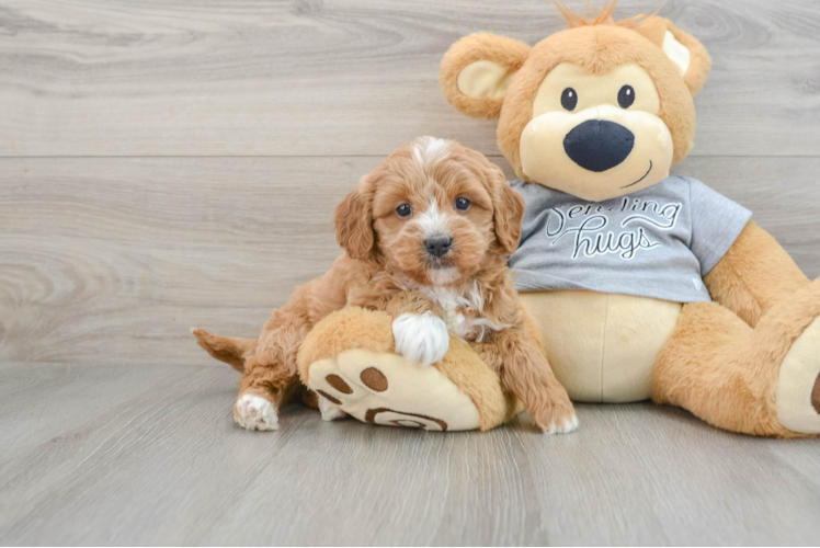 Funny Cavapoo Poodle Mix Pup