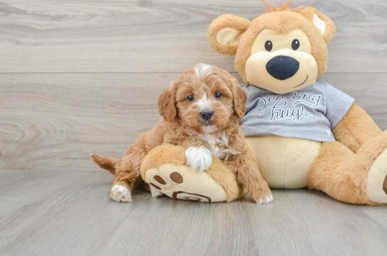 Funny Cavapoo Poodle Mix Pup