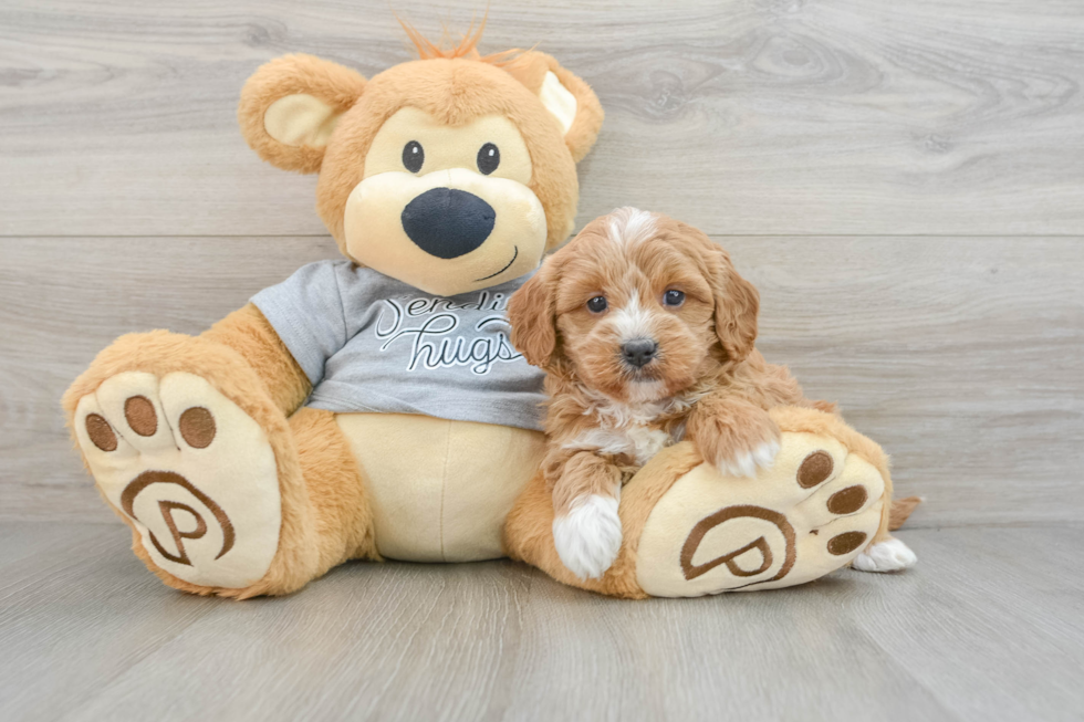 Adorable Cavalier King Charles Spaniel and Poodle Mix Poodle Mix Puppy