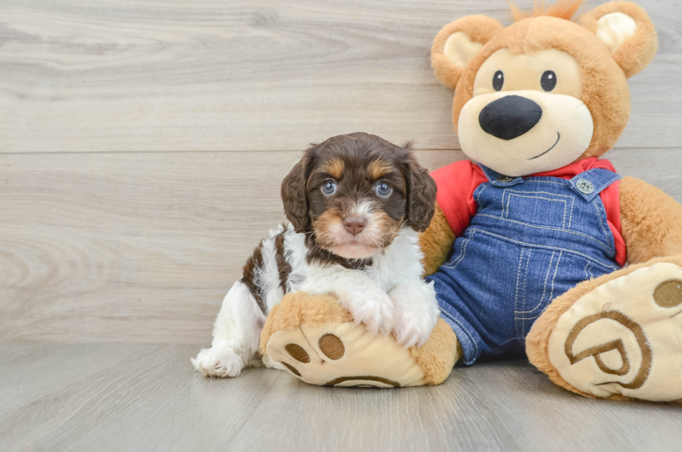 5 week old Cavapoo Puppy For Sale - Windy City Pups