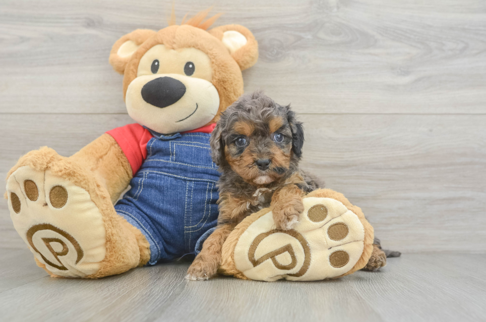 6 week old Cavapoo Puppy For Sale - Windy City Pups