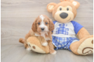 Cavapoo Puppy for Adoption