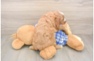 Cavapoo Pup Being Cute