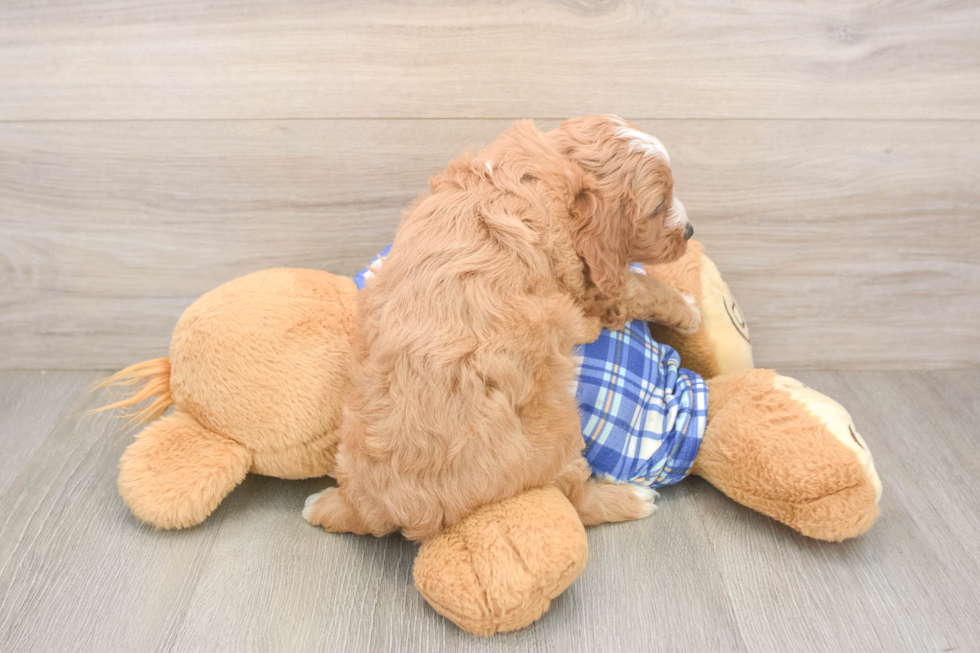 Cavapoo Pup Being Cute