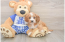 Hypoallergenic Cavadoodle Poodle Mix Puppy