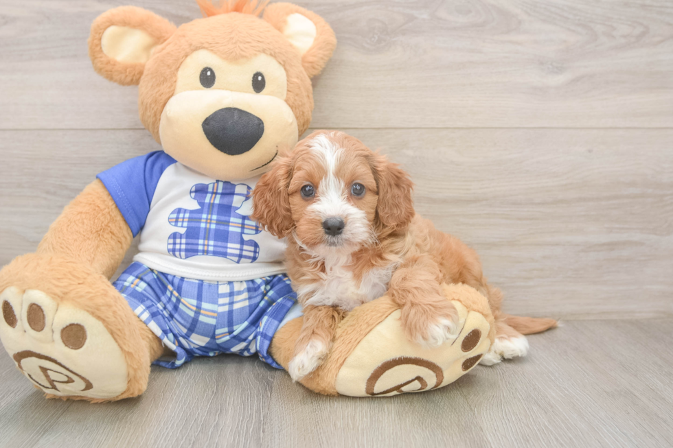 Hypoallergenic Cavadoodle Poodle Mix Puppy
