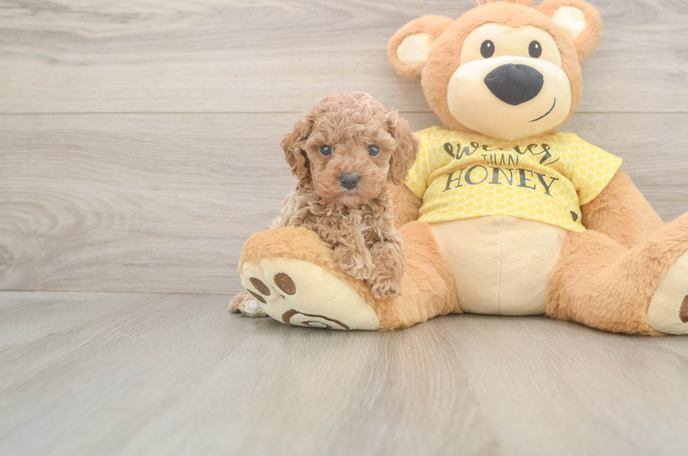 5 week old Cavapoo Puppy For Sale - Windy City Pups