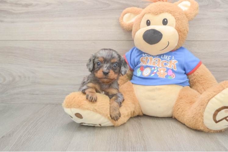 Smart Cavapoo Poodle Mix Pup