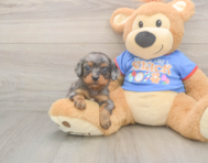 7 week old Cavapoo Puppy For Sale - Windy City Pups