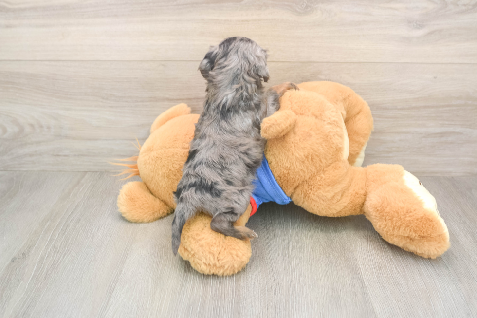 Cavapoo Puppy for Adoption