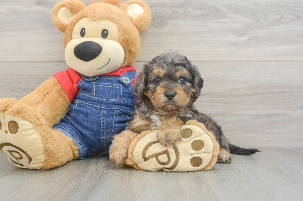 6 week old Cavapoo Puppy For Sale - Windy City Pups
