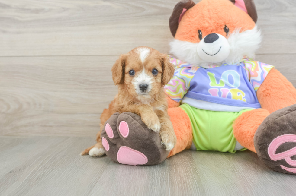 5 week old Cavapoo Puppy For Sale - Windy City Pups