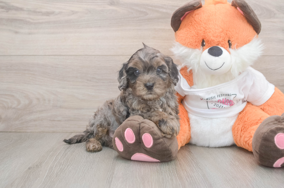 6 week old Cavapoo Puppy For Sale - Windy City Pups