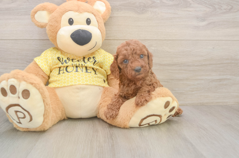 5 week old Cavapoo Puppy For Sale - Windy City Pups