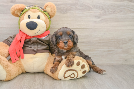 Best Cavapoo Baby