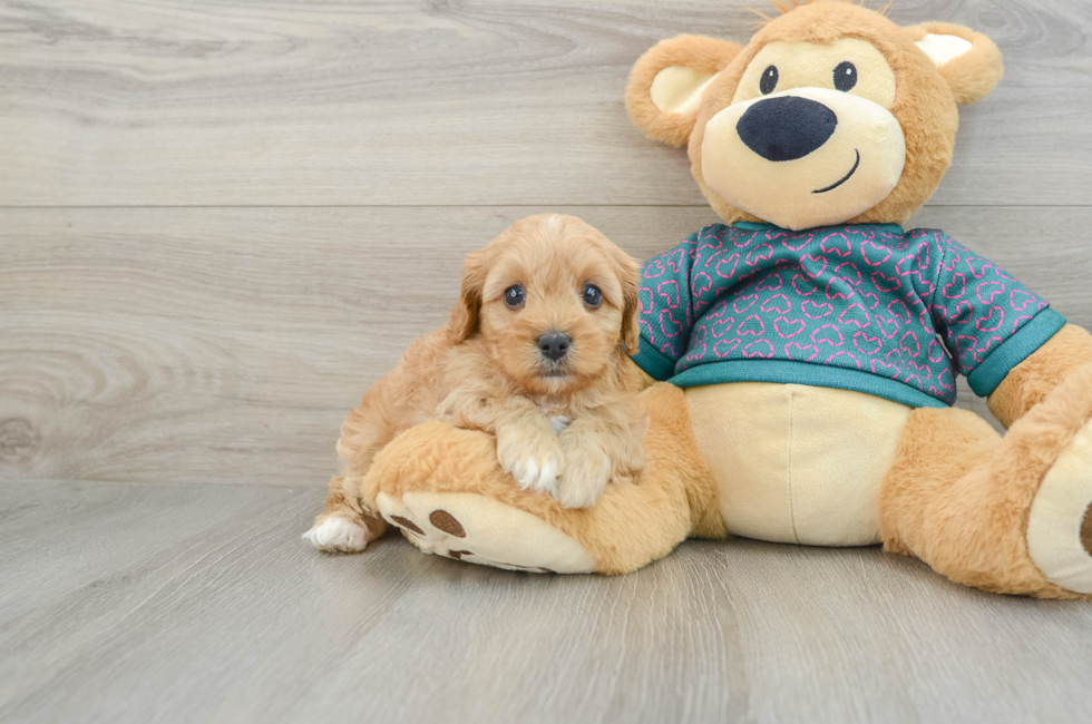 7 week old Cavapoo Puppy For Sale - Windy City Pups