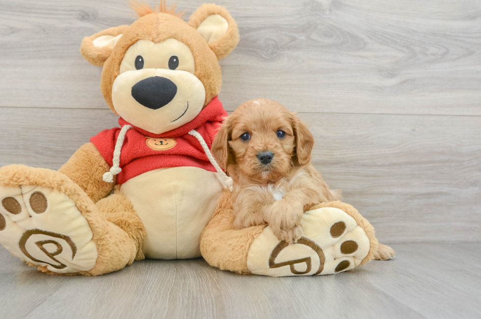 7 week old Cavapoo Puppy For Sale - Windy City Pups