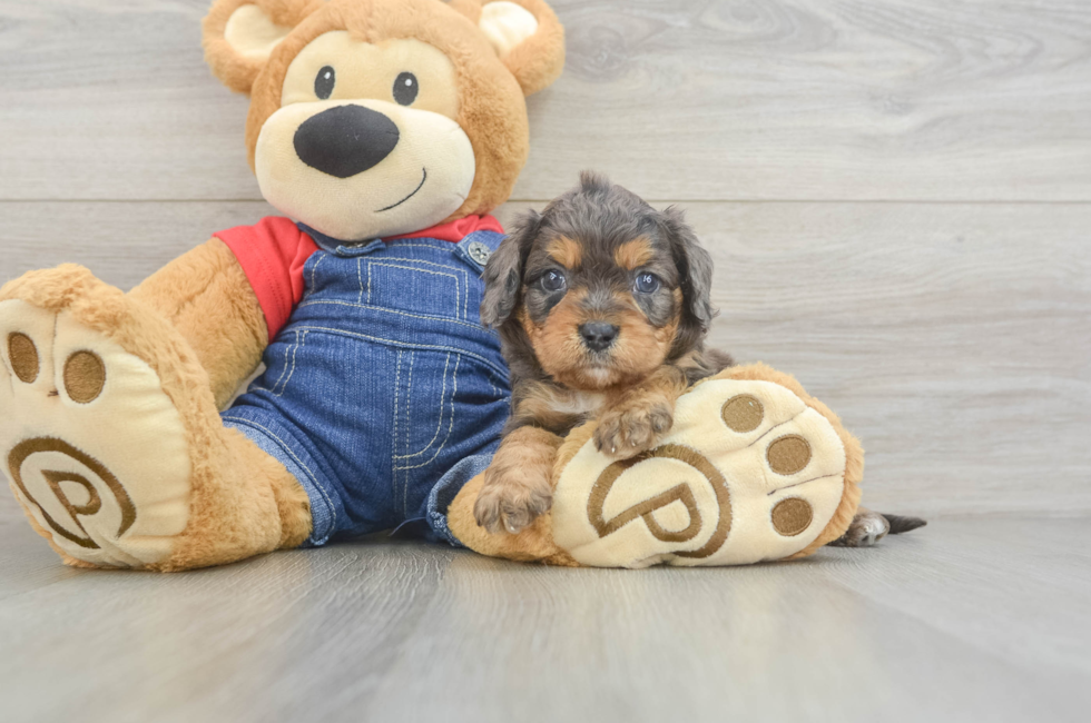 6 week old Cavapoo Puppy For Sale - Windy City Pups