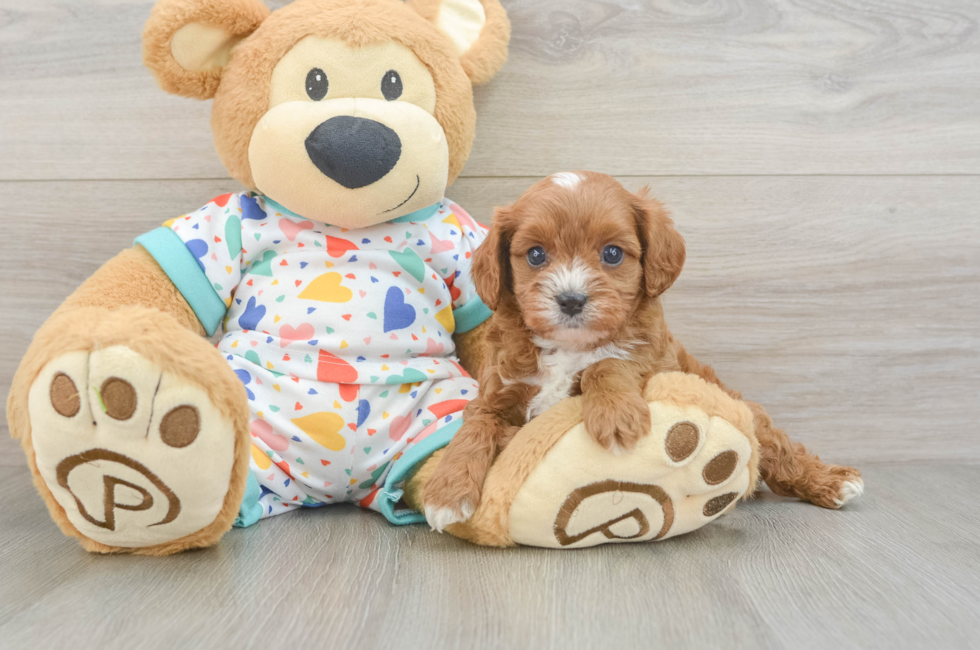 5 week old Cavapoo Puppy For Sale - Windy City Pups