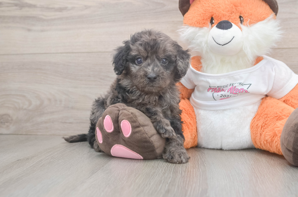 6 week old Cavapoo Puppy For Sale - Windy City Pups