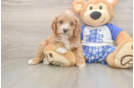 Cavapoo Puppy for Adoption