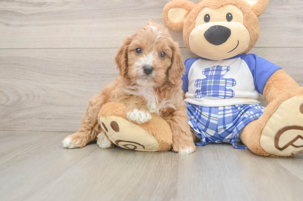 5 week old Cavapoo Puppy For Sale - Windy City Pups