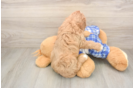 Energetic Cavoodle Poodle Mix Puppy