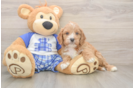 Best Cavapoo Baby