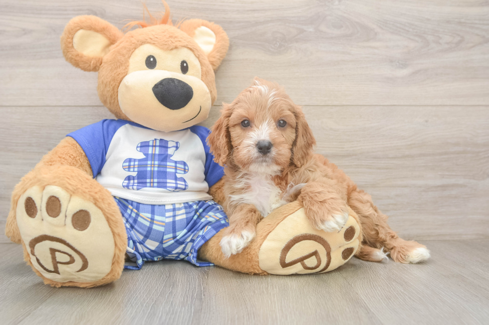 Best Cavapoo Baby