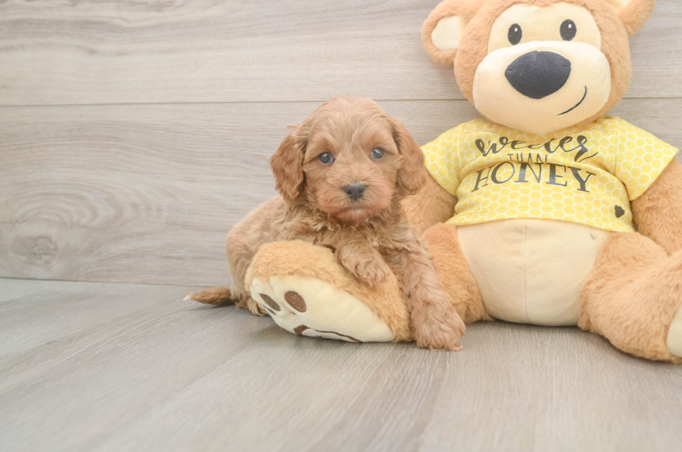 5 week old Cavapoo Puppy For Sale - Windy City Pups