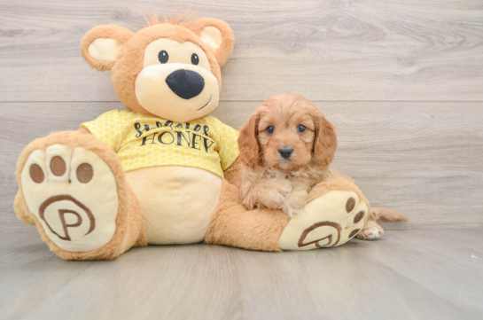 Small Cavapoo Baby