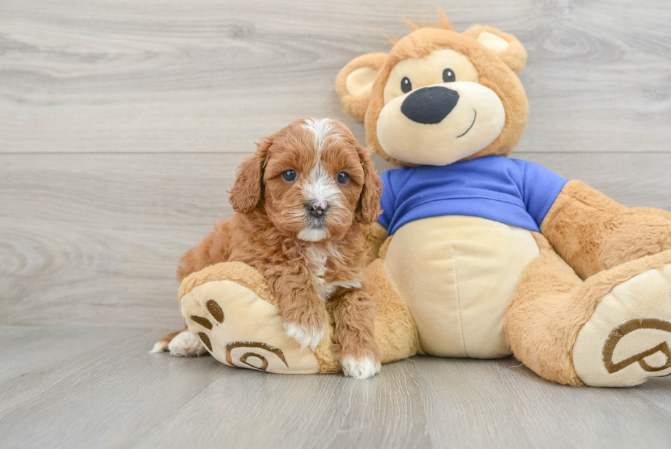 Cavapoo Puppy for Adoption