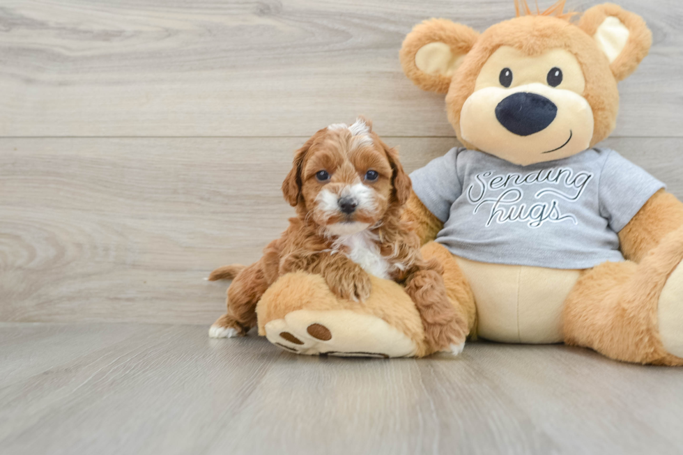 Best Cavapoo Baby