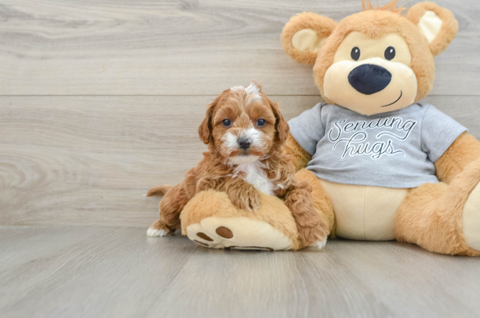 6 week old Cavapoo Puppy For Sale - Windy City Pups