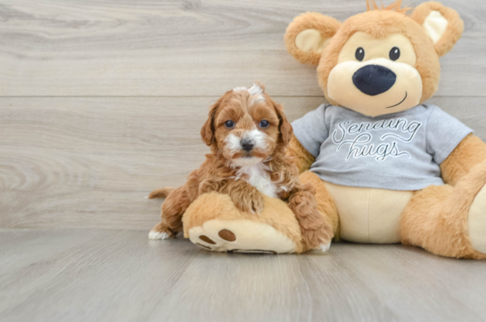 Best Cavapoo Baby