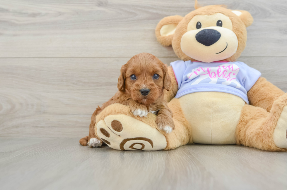 5 week old Cavapoo Puppy For Sale - Windy City Pups