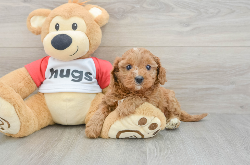 6 week old Cavapoo Puppy For Sale - Windy City Pups