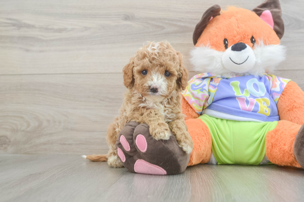 5 week old Cavapoo Puppy For Sale - Windy City Pups