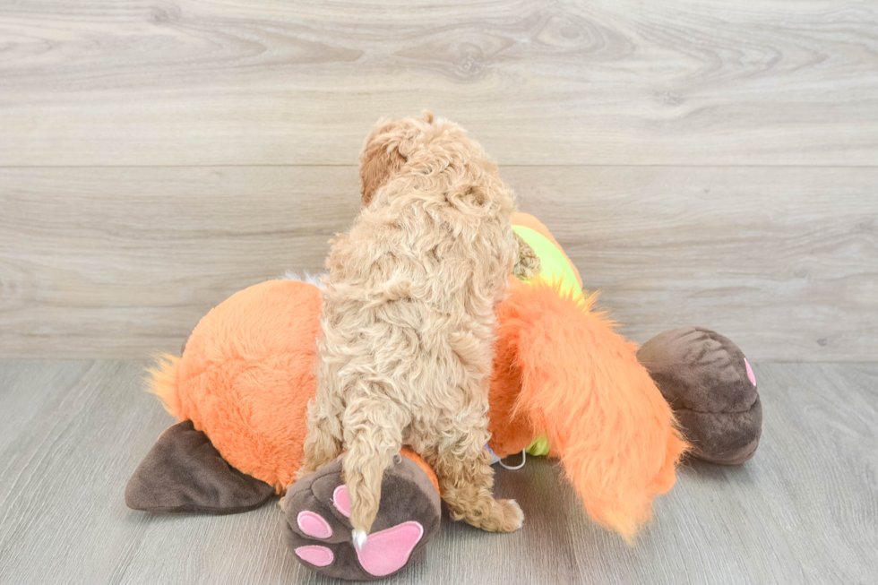 Smart Cavapoo Poodle Mix Pup