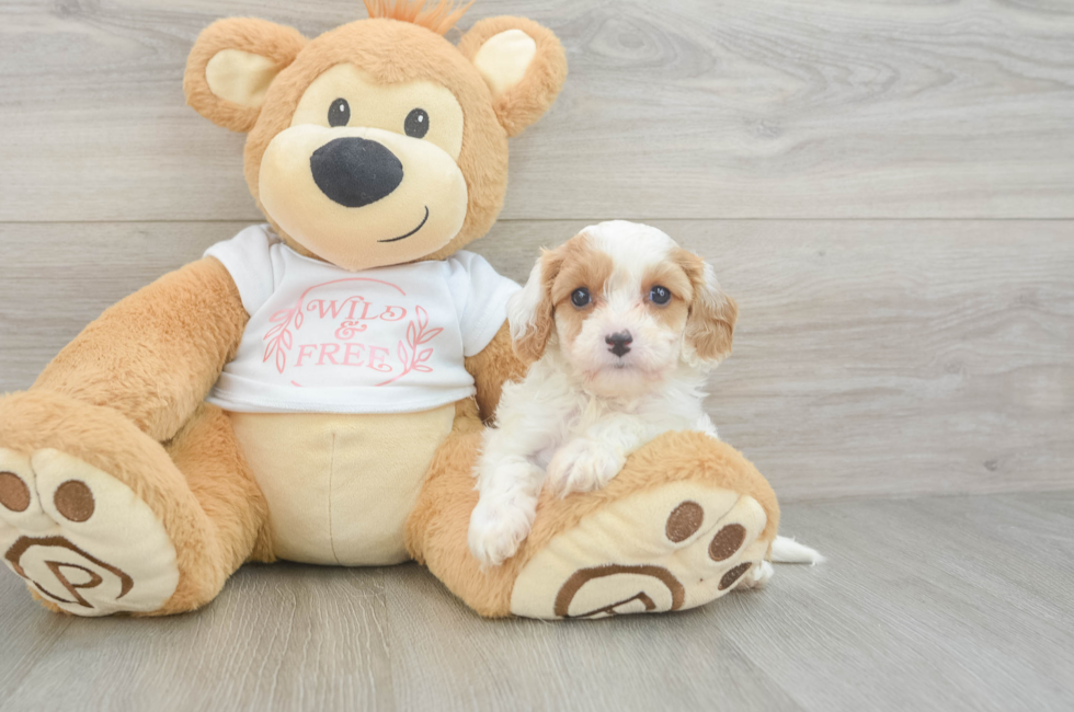 5 week old Cavapoo Puppy For Sale - Windy City Pups