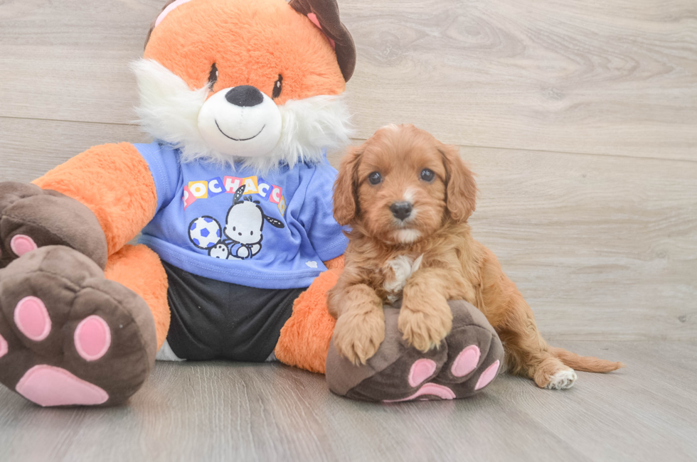 5 week old Cavapoo Puppy For Sale - Windy City Pups