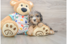 Best Cavapoo Baby