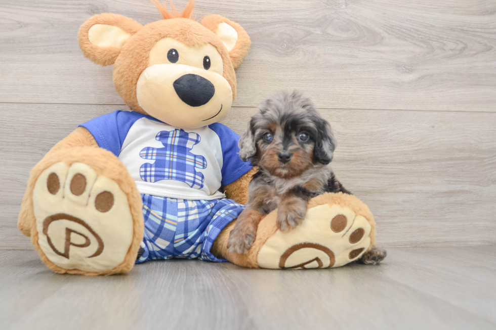 Funny Cavapoo Poodle Mix Pup