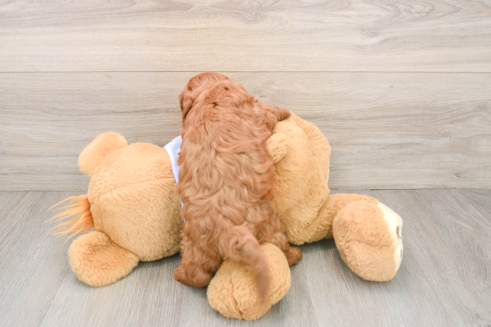 Cavapoo Pup Being Cute