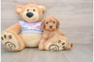 Little Cavipoo Poodle Mix Puppy