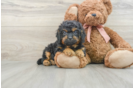 Friendly Cavapoo Baby