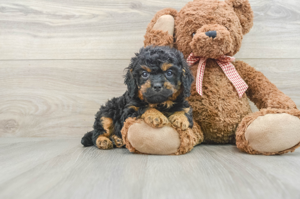 Friendly Cavapoo Baby