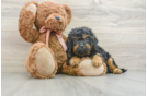 Fluffy Cavapoo Poodle Mix Pup